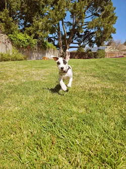 PUPPY LOVE 805 Available Shelter and Rescue Pets latest success story is pairing Daisy with her forever family Kathleen and Justin LeClaire. - PHOTO COURTESY OF KATHLEEN AND JUSTIN LECLAIR