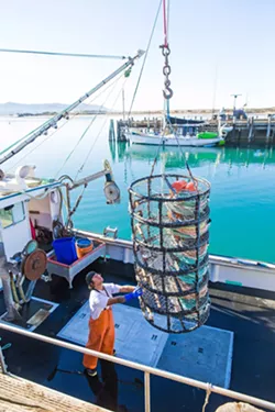 END OF SEASON The California Department of Fish and Wildlife called an end to the Dungeness crab fishing season four weeks early to prevent potential whale entanglement. - FILE PHOTO BY JAYSON MELLOM