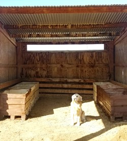 ASSISTANT VERMICULTURIST Kathleen Naughton shares her Paso Robles property with two horses, Piper and Chief; two longhorn cows, Ruby and Toffee; and her 14-year-old golden retriever Olly, seen here tending to the worm farm. - COURTESY PHOTO BY KATHLEEN NAUGHTON