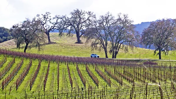 DECLINES San Luis Obispo County’s 2020 crop report shows that wine grapes decreased in value compared to 2020. - FILE PHOTO BY JAYSON MELLOM