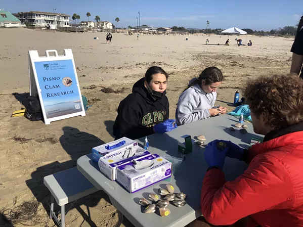 SUPPORTING SCIENCE A group of Cal Poly students, from undergraduate to graduate students, volunteered to pick, tag, and release clams for research. - PHOTO BY BULBUL RAJAGOPAL