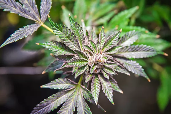 BLOSSOMING SALES Grover Beach's proposed cannabis lounges are poised to strengthen its flourishing cannabis industry that makes up 15 percent of the city's general funds. - FILE PHOTO BY JAYSON MELLOM