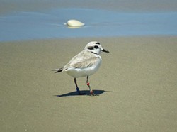 PLOWY PROBLEM Environmental groups like the Environment in the Public Interest and the Center for Biological Diversity hope to save endangered species like the snowy plover from the impacts of off-roading. - COURTESY PHOTO BY JEFF MILLER
