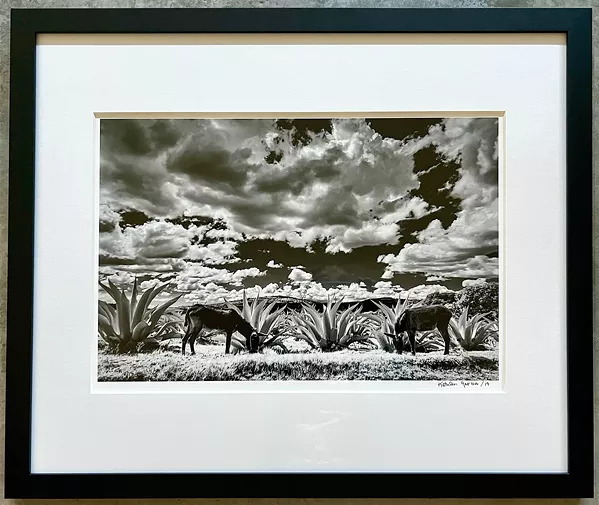 FRAME GAME Along with Ameriprise Financial in Santa Maria, another local venue where people can find Grover Beach local Kathleen Gerber's photography is the SLO Gallery in downtown San Luis Obispo, across the street from SLOMA. - PHOTO COURTESY OF KATHLEEN GERBER