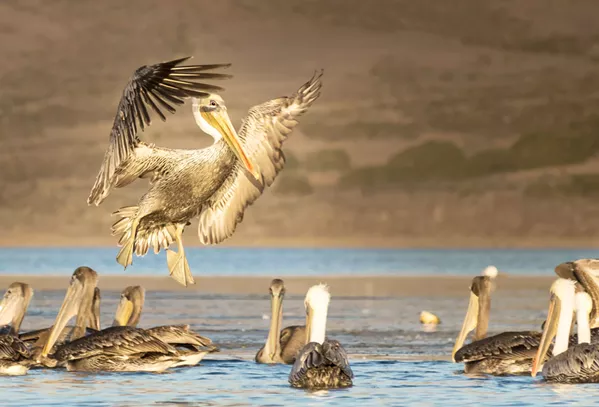 Pacific Wildlife Care plans for brand new SLO facility | Strokes & Plugs | San Luis Obispo