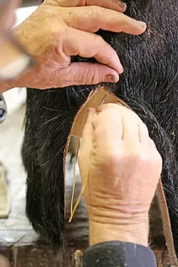 A FULL HEAD: After the hide is properly placed over the form, the split parts of the hide are stitched together using fishing line. - PHOTO BY DYLAN HONEA-BAUMANN