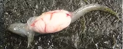 AFTER DISSECTION: - PHOTO COURTESY OF SARAH JOHNSON