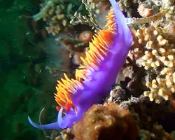SPANISH SHAWL NUDIBRANCH: - PHOTO COURTESY OF TERRY LILLEY OF UNDERWATER2WEB.COM
