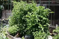 SMALL BUT MIGHTY: Though their garden is relatively compact, Jeff and Cathy have found ways to make it very productive. - PHOTO BY GLEN STARKEY