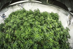 UNDER PRESSURE:  SLO County and its cities are racing to develop and pass medical marijuana cultivation ordinances in the face of new state legislation. - FILE PHOTO