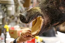 BITE WORTHY: Don carefully aligns the mouth of the hide to the mouth of the form he is using. - PHOTO BY DYLAN HONEA-BAUMANN