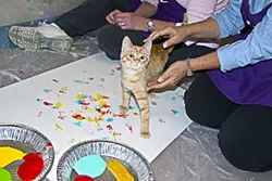 A FELINE PICASSO : One of the Woods Humane Society wards participates in a painting session. - PHOTO BY MIMI DITCHIE