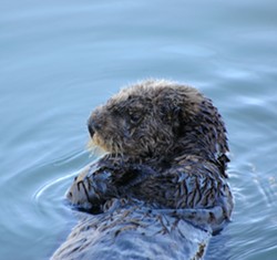 MARINE MYSTERY :  A sea otter, much like this one, was killed near Morro Bay on June 24. Humane groups are offering a reward for information about the incident. - FILE PHOTO