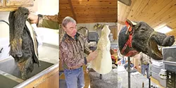 LOOK ALIVE: A boar hide goes from wet skin to mounted animal in the hands of SLO County taxidermist Don Anderson, who stitches leather around foam forms to turn them into art pieces. - PHOTO BY DYLAN HONEA-BAUMANN