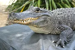 LATER, GATOR!: Spike is a 6-foot-long, 90-pound American alligator that allegedly used to guard an illegal drug stash. - PHOTO BY GLEN STARKEY