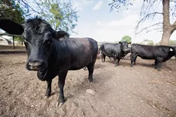 LEFTOVERS: Rex Swan feeds his cattle a mix of almond hulls, skins and seeds from wine grapes, and spent barley left over from brewing beer. - PHOTO BY KAORI FUNAHASHI