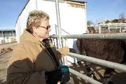 HORSE HERO : Susan Schwartz was diagnosed with cancer in November and spent the next month frantically searching for someone who could help run her horse shelter while she undergoes treatment. A caretaker recently stepped up to the task but wishes to remain anonymous. - FILE PHOTO BY STEVE E. MILLER
