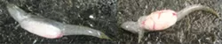 GROWING CONCERN : Local scientists guessed last spring that tumors found in Morro Bay goby fish were caused by sewage runoff. After doing the research it turns out they’re probably right. - FILE PHOTO COURTESY OF SARAH JOHNSON
