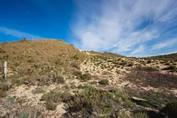 INVASIVE: Veldt grass (on the hillside to the left) is colonizing open spaces in the dunes, essential places where native plant life can flourish. - PHOTO BY KAORI FUNAHASHI