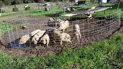 PIG FARM: These happy pigs live in mobile pens that are moved when they get too messy. - PHOTO BY GEORGE GRIFFIN AND GLEN STARKEY