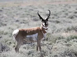 BORN TO RUN : Evolving to outrun North American cheetahs, the pronghorn antelope of Carrizo Plain have long legs and spring-like back hooves that help them reach speeds of 70 miles an hour. - PHOTO BY BILL BOUTON