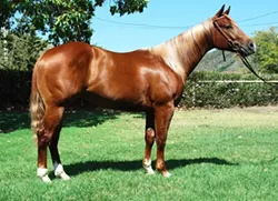 SUE A SCHOOL ABOUT A HORSE : Starstruck Mate, a sorrel gelding sold at last year’s Cal Poly Annual Performance Horse Sale, prompted an unsuccessful small claims lawsuit after the buyer alleged the university wasn’t upfront about the animal’s background. - PHOTO COURTESY OF CAL POLY EQUINE UNIT