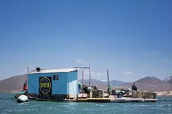WATER WORLD : Morro Bay Oyster Company’s farm tends to about 1 million oysters in dynamic estuary waters. - PHOTO BY KAORI FUNAHASHI