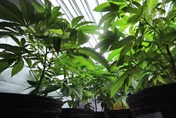 SPROUTING UNCERTAINTY: Throughout SLO and Northern Santa Barbara counties, local laws are being enacted to ban or regulate medical marijuana cultivation, leaving a large industry in a state of flux. - PHOTO BY DYLAN HONEA-BAUMANN