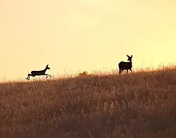 SUMMER FUN: Deer bounce across a soon-to-be-subdivision in downtown Paso Robles. - PHOTO BY CORAL KESSLER