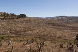 STUMPED: Avocado trees stand in different stages of the stumping process at Morro Creek Ranch. - PHOTO BY HENRY BRUINGTON