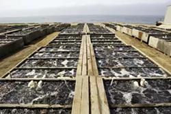 FARM FRESH: Commercially farmed abalones typically need four to five years to grow large enough for harvest. - PHOTO BY STEVE E. MILLER
