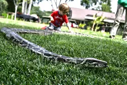 SNAKE IN THE GRASS: Julius Squeezer, a 100-pound Burmese python slithers around doing snake stuff. - PHOTO BY GLEN STARKEY