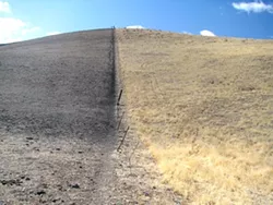 DEVOURED : The California Department of Fish and Game will remove livestock from the Carrizo Plains Ecological Reserve pending environmental studies after an agreement with local conservation groups. - PHOTO COURTESY OF LOS PADRES FORESTWATCH