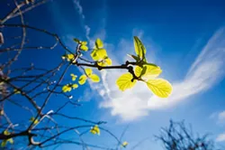 GREEN THUMB: Ten acres of kiwi vines at Mallard Lake Ranch in Nipomo are mostly dormant, save for a few buds. - PHOTO BY KAORI FUNAHASHI