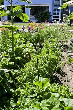 GARDEN OF EDEN: George and Liz mix flowers into their vegetable garden for added color. - PHOTO BY GLEN STARKEY