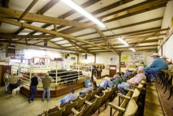 AUCTION IN ACTION:  Ranchers, order-buyers, and feedlot representatives look on during an auction at the Templeton Livestock Market in February. While the market is usually open every other Saturday, except during peak season, the market has been in full swing every week until recently as ranchers sell off swaths of their herd due to drought. - PHOTO BY TOM FALCONER