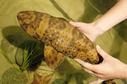 FISHY AMBASSADOR: Visitors to the Sea Life Center in Avila Beach can touch swell sharks, which are docile and used to handling. - PHOTO BY STEVE E. MILLER