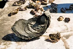 VIVE LA DIFFERENCE : The larger of these two oysters from the Morro Bay Oyster Company is approximately five years old. - PHOTOS BY STEVE E. MILLER