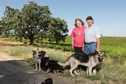 HARVEST HOUNDS : Doce Robles Winery owners Maribeth and Jimmy Jacobsen are justifiably famous for their sumptuous red varietals, and their lovable constant companions. - PHOTO BY STEVE E. MILLER
