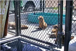 HUNGRY FOR CARE : California sea lions currently in rehabilitation facilities across the state are emaciated and dehydrated juveniles. - PHOTOS COURTESY OF THE MARINE MAMMAL CENTER