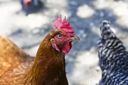 BEAUTIFUL BIRDS: Jeff and Cathy Bague’s chickens are a lot of fun to watch, and are allowed to range free up to six hours a day. - PHOTO BY GLEN STARKEY