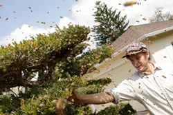 EBT : Isaac Miller, who responds to 911 emergency calls about bees, captured this swarm (not African, in this case) in a SLO neighborhood. - PHOTO BY STEVE E. MILLER