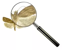 Opinion-applemoth0.jpg