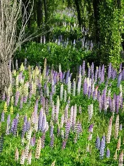 WHAKATANE FLOWERS : - PHOTO BY DANIEL NEAL