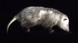 PEANUT BUTTER TIME : Olive, a Virginia opossum, has a cameo in the faculty exhibit. - PHOTO BY JEFF VAN KLEECK