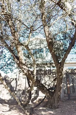 HEDGING THEIR BETS: The height of a row of myoporum trees that have grown between two Morro Bay neighbors sparked a contentious legal battle, and now, contempt of court and criminal charges against Carl Grilli, who planted the trees in the early 1990s. Grilli’s neighbor, Bob Kraus, whose home is pictured, won a civil suit against Grilli over the height of the hedge. - PHOTO BY JAYMIE SHEARER