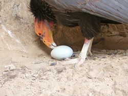 UP ON BITTER CREEK:  The condors are assisted by refuge biologists, who often belay into mountainside nests to check on chicks and eggs. - PHOTO COURTESY OF U.S. FISH AND WILDLIFE SERVICE