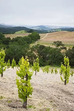 STAND ALONE: Typically, dry-farmed grapevines are planted as lone vineyard soldiers, not trellised together like you would see in a mainstream vineyard. Tablas Creek Vineyards near Paso Robles, Stolpman Vineyards near Los Olivos, and Condor’s Hope near New Cuyama all have their own styles of cultivating their dry-farmed vineyards, which use way less water than a typical California vineyard. - PHOTO BY KAORI FUNAHASHI