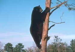 ICONS OF THE WEST : Public comment is now being accepted on a plan to allow sport hunting of SLO County’s black bears. - FILE PHOTO