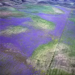 CARRIZO FLOWER CARPET: - PHOTO BY BILL DEWEY